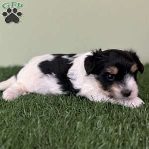 Caleb, Biewer Terrier Puppy